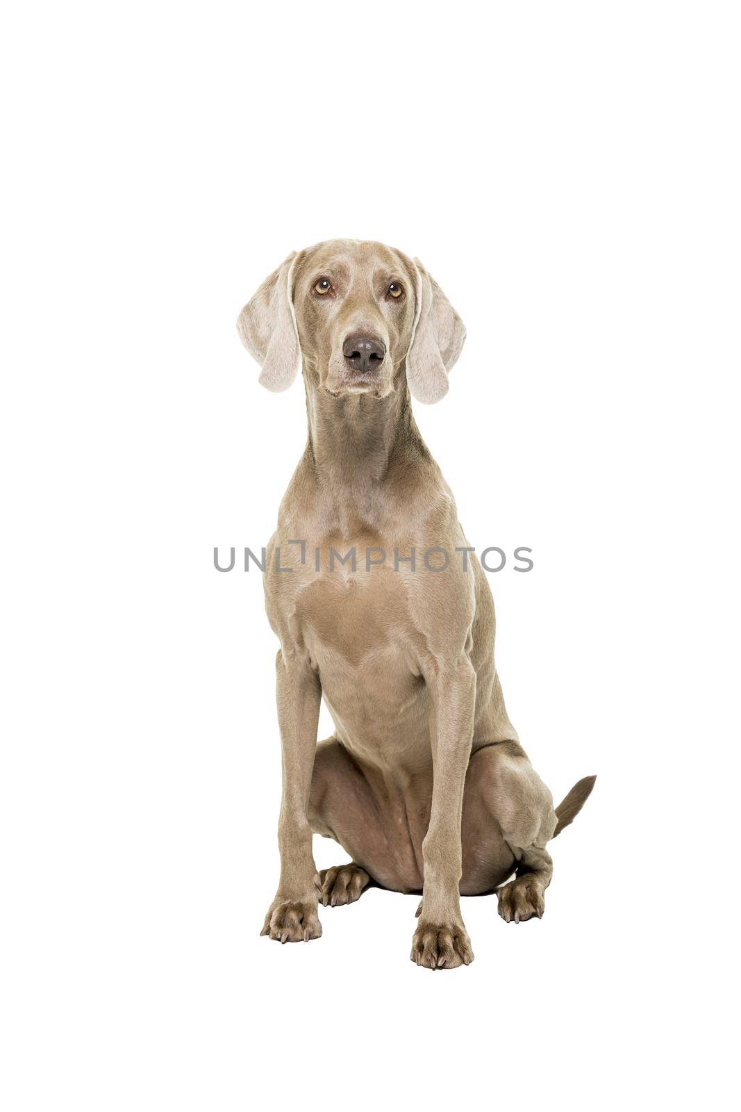 Weimaraner dog, female, sitting isolated on a white background looking at the camera by LeoniekvanderVliet