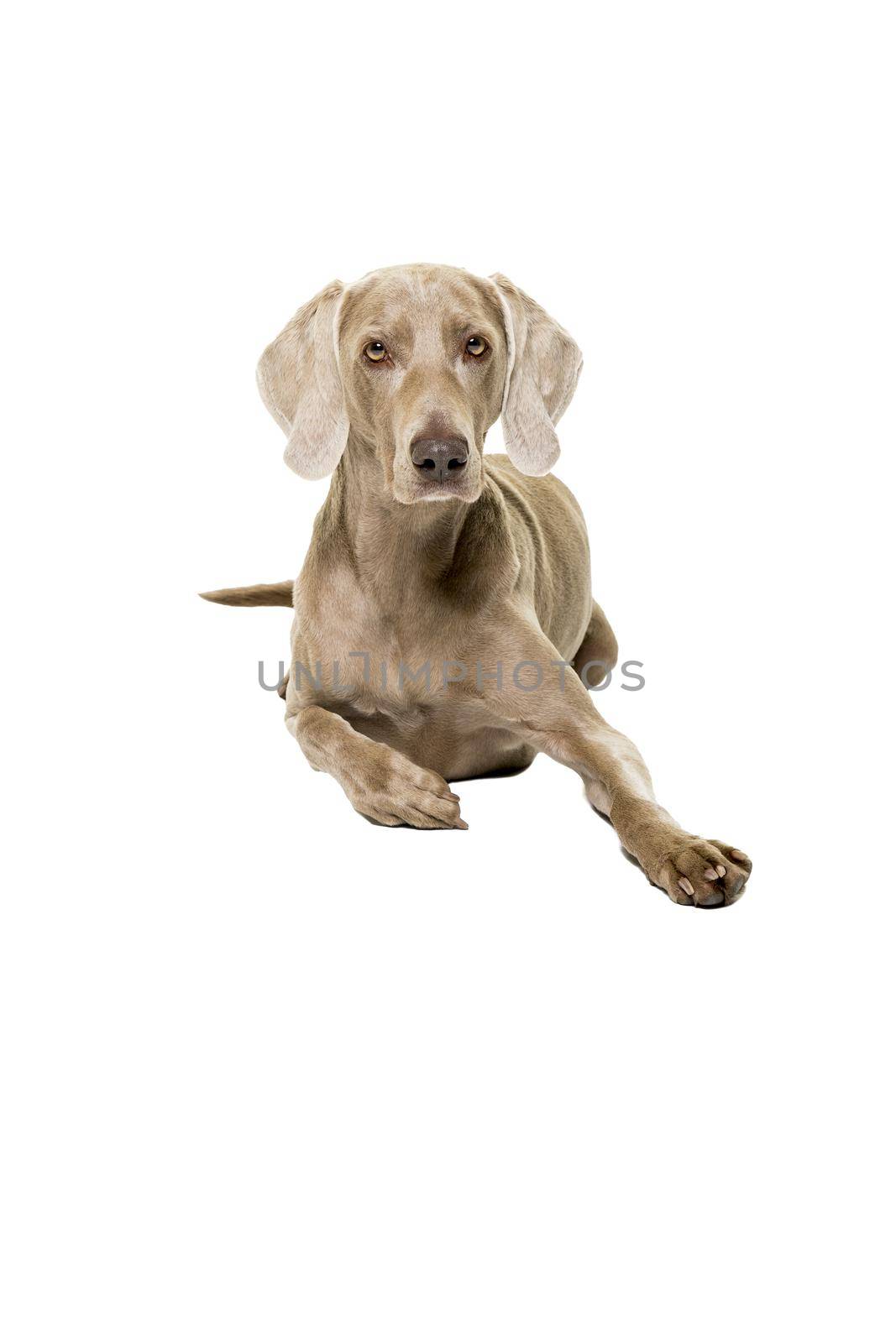 Weimaraner dog, female, lying isolated on a white background looking at the camera by LeoniekvanderVliet