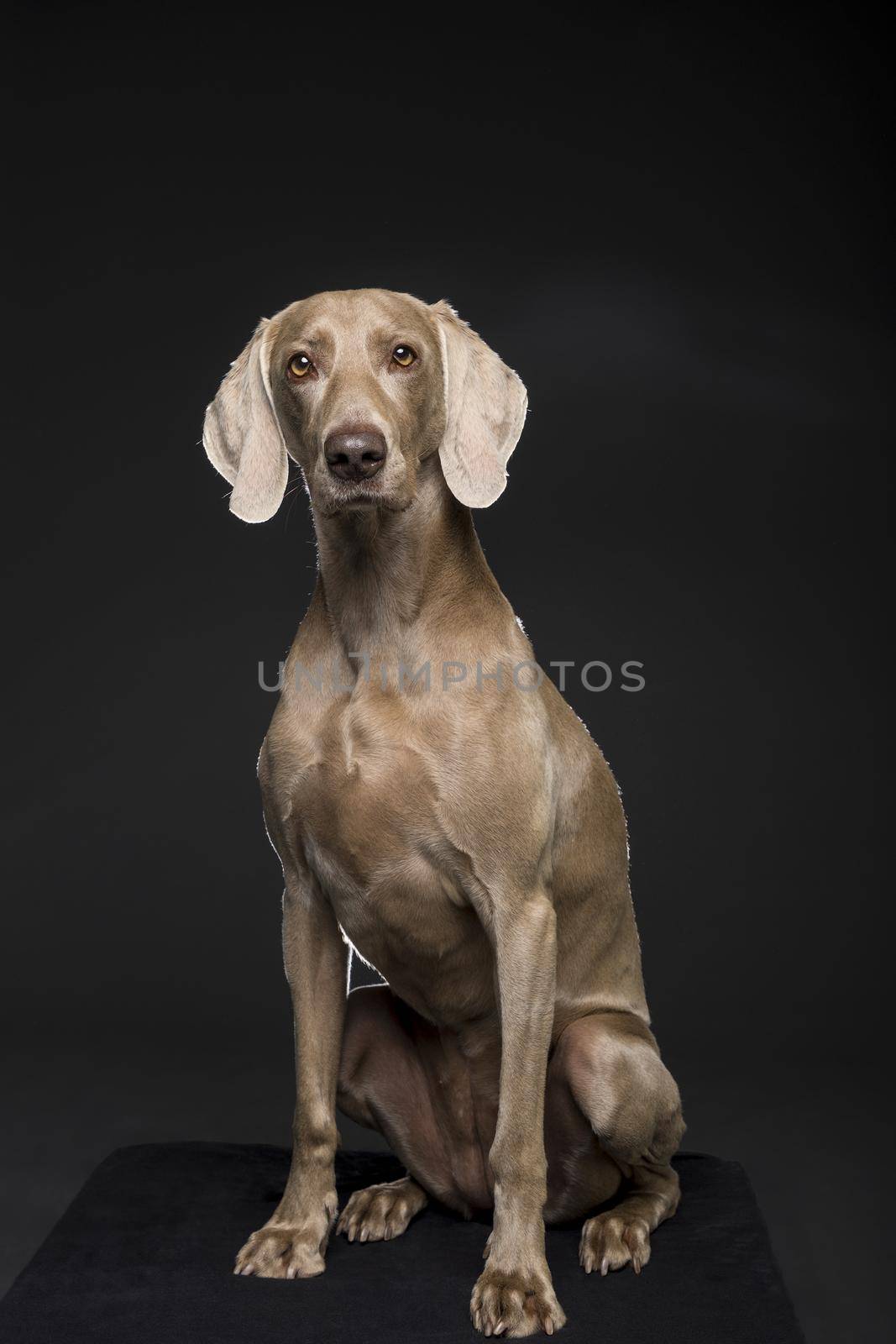 Portrait of female Weimaraner dog on a black background