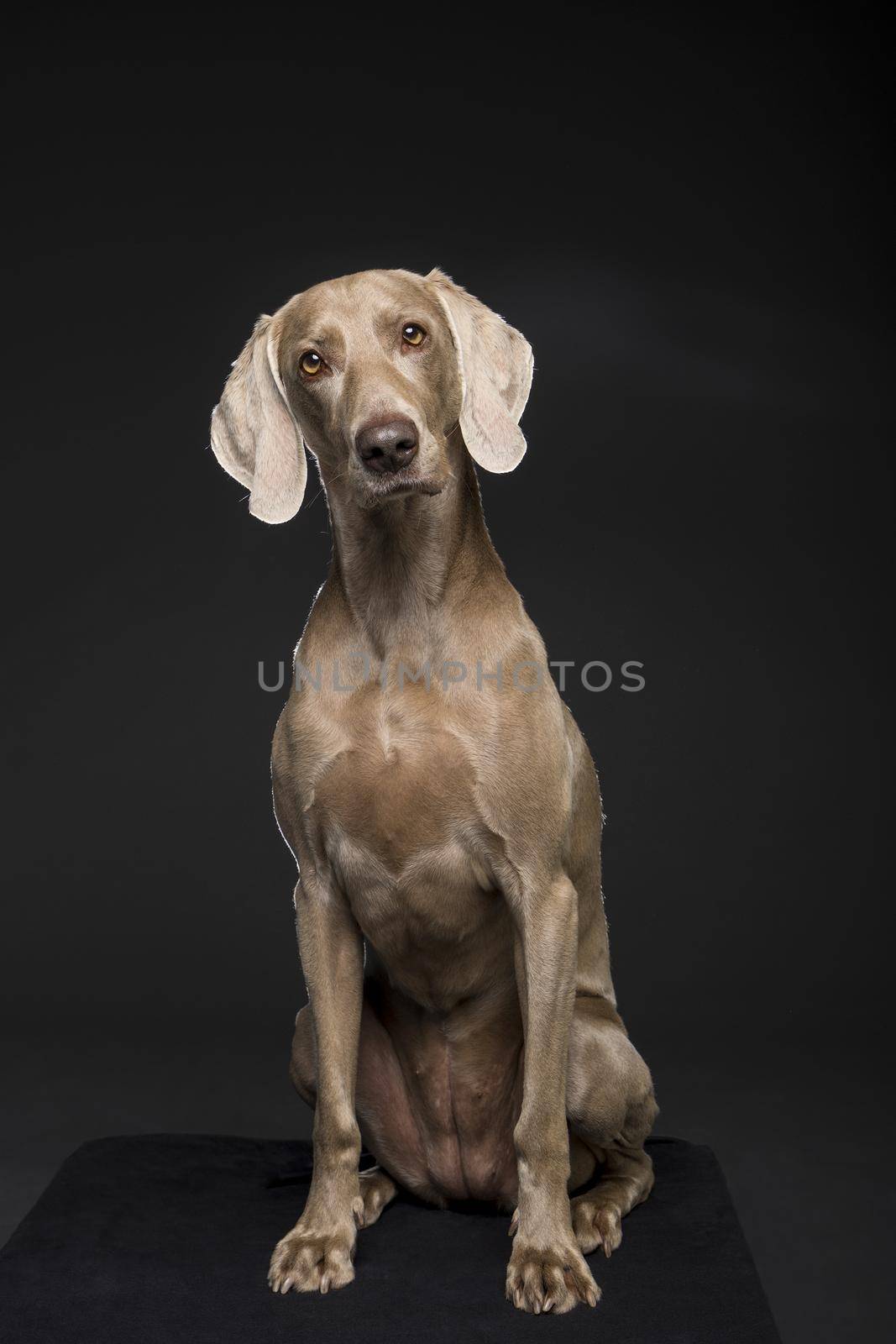 Portrait of female Weimaraner dog on a black background