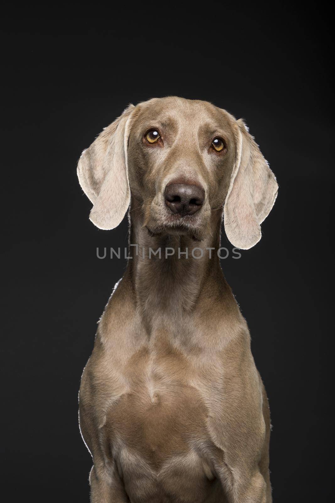 Portrait of female Weimaraner dog on a black background