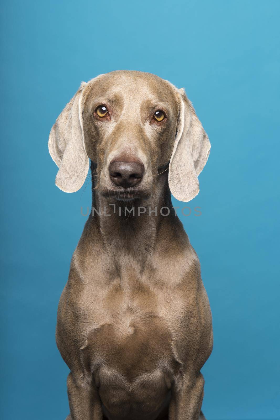 Portrait of female Weimaraner dog on a blue background