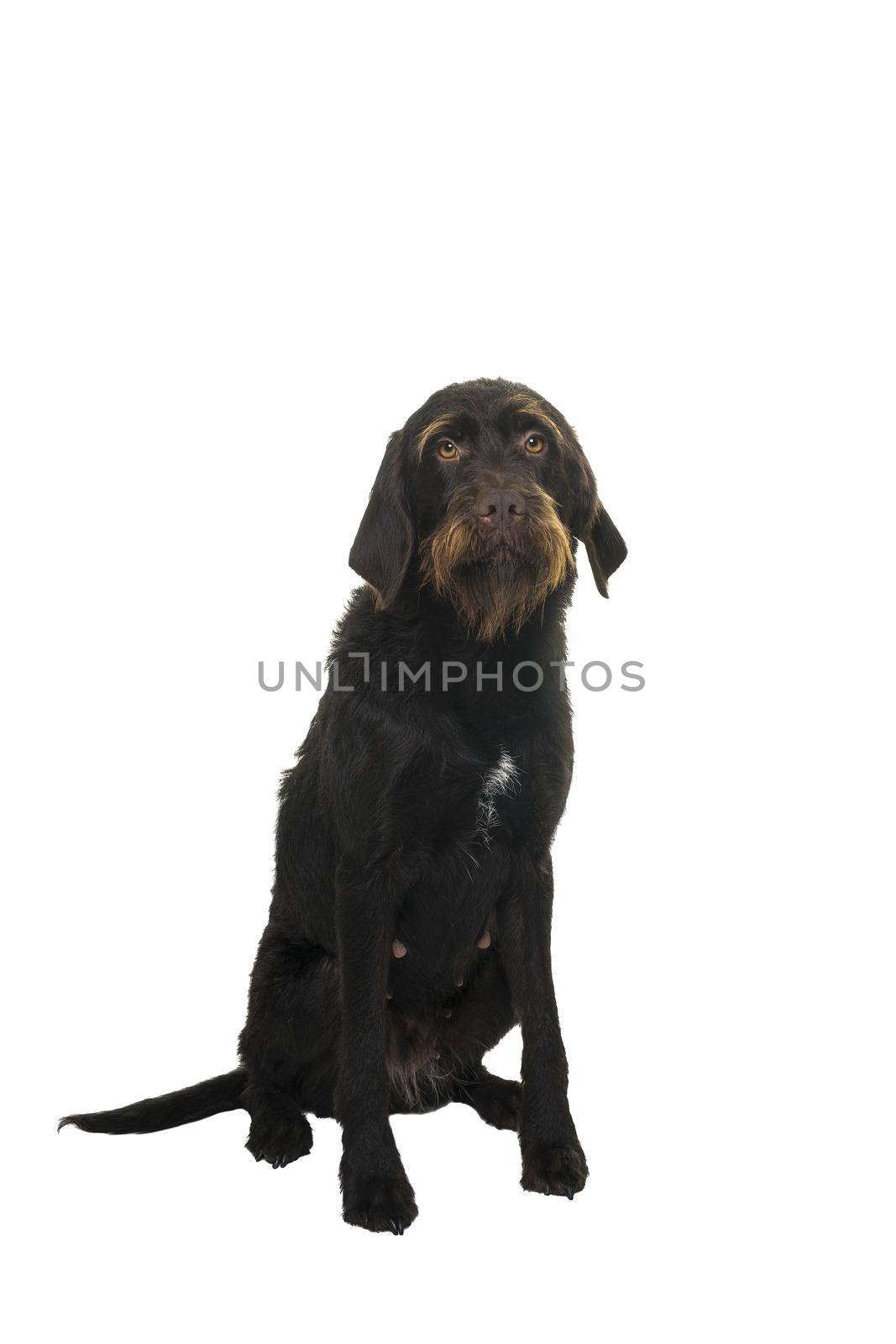 Sitting female Cesky Fousek dog looking at the camera seen from the front isolated on white background