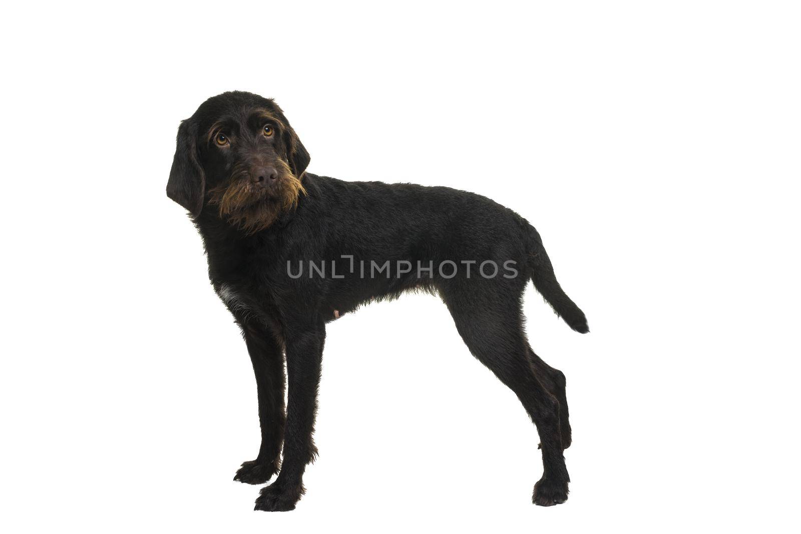 Standing female Cesky Fousek dog looking at the camera seen from the front isolated on a white background by LeoniekvanderVliet