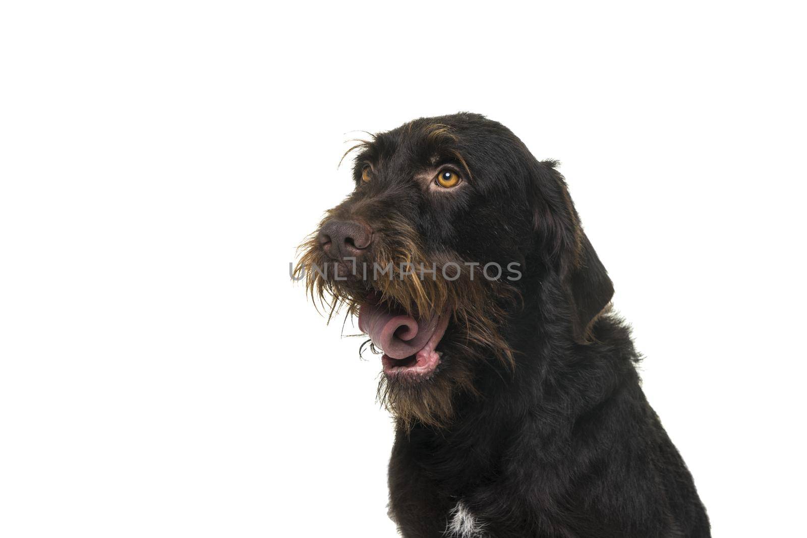 Portrait of the head of a female Cesky Fousek dog looking away seen from the front isolated on white background