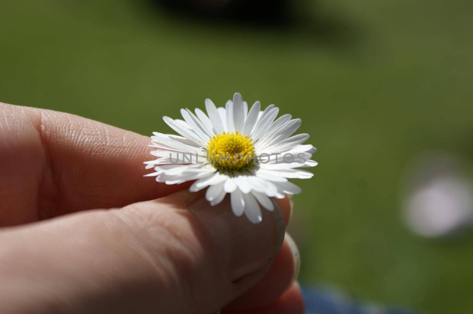 Small daisy held in a hand with a green grass bokeh background in summer