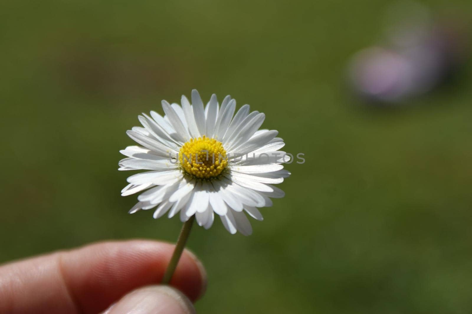 Small daisy held in a hand with a green grass bokeh background by LeoniekvanderVliet