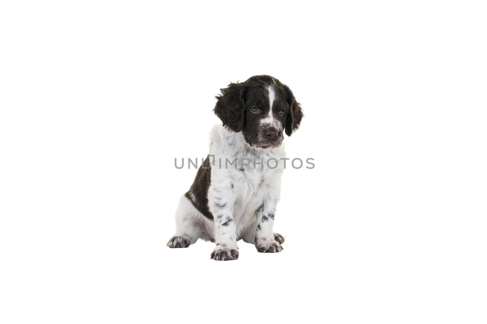 A Cute Small Munsterlander Puppy sitting on isolated on a white background looking down