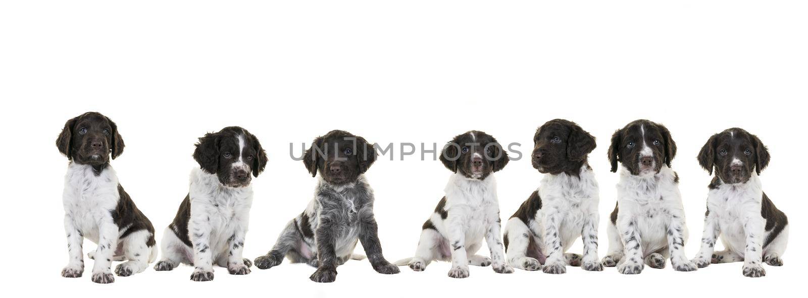 A Banner or panorama of a litter of cute Small Munsterlander Puppy with their mother on isolated on a white background