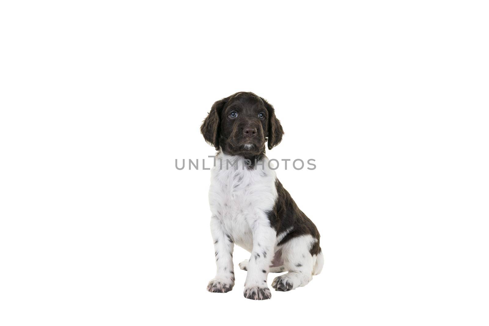 A Cute Small Munsterlander Puppy sitting on isolated on a white background looking in the camera