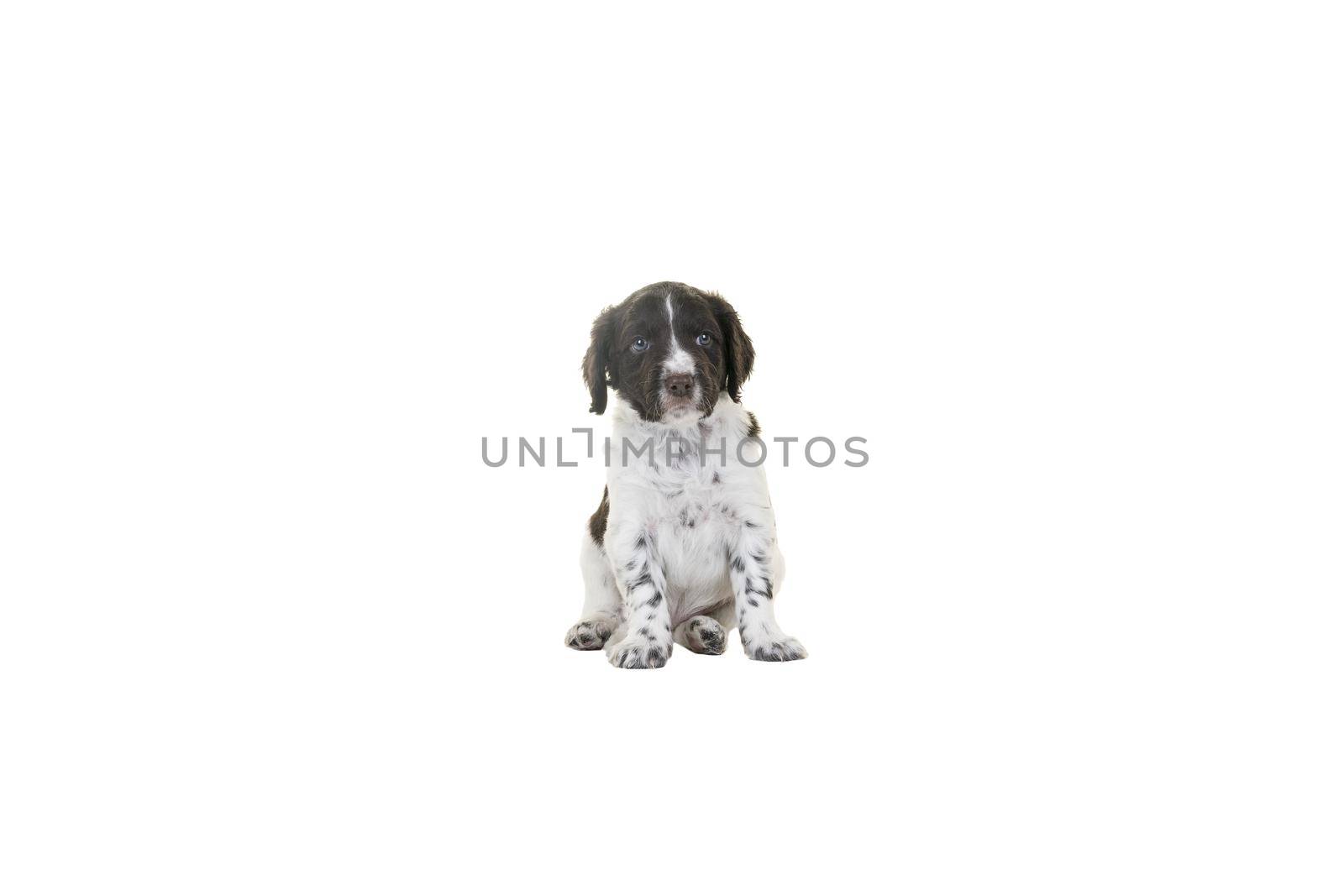 A Cute Small Munsterlander Puppy sitting on isolated on a white background looking in the camera