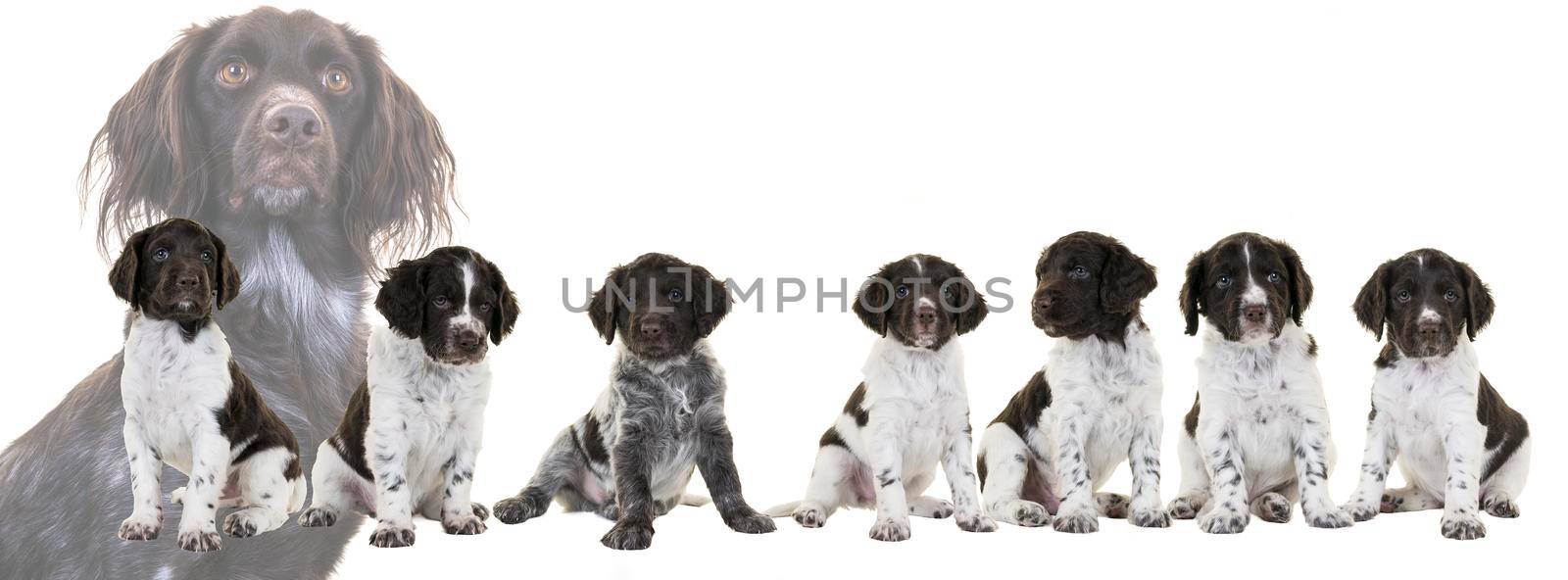 A Banner or panorama of a litter of cute Small Munsterlander Puppy with their mother on isolated on a white background