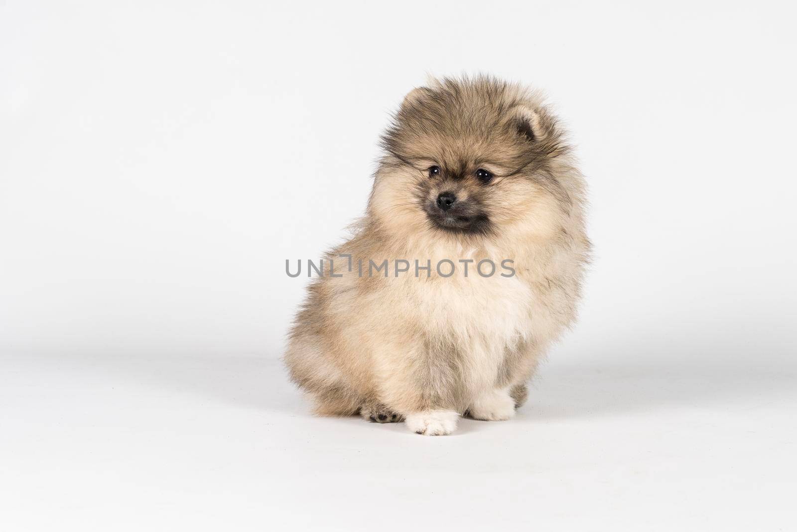 A small Pomeranian puppy sitting isolated on a white and gray background looking away