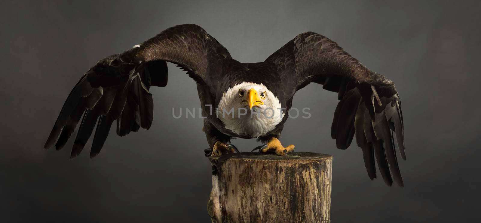 Studio portrait of an American Bald Eagle against a grey background with his wings spread out wide attempting to fly
