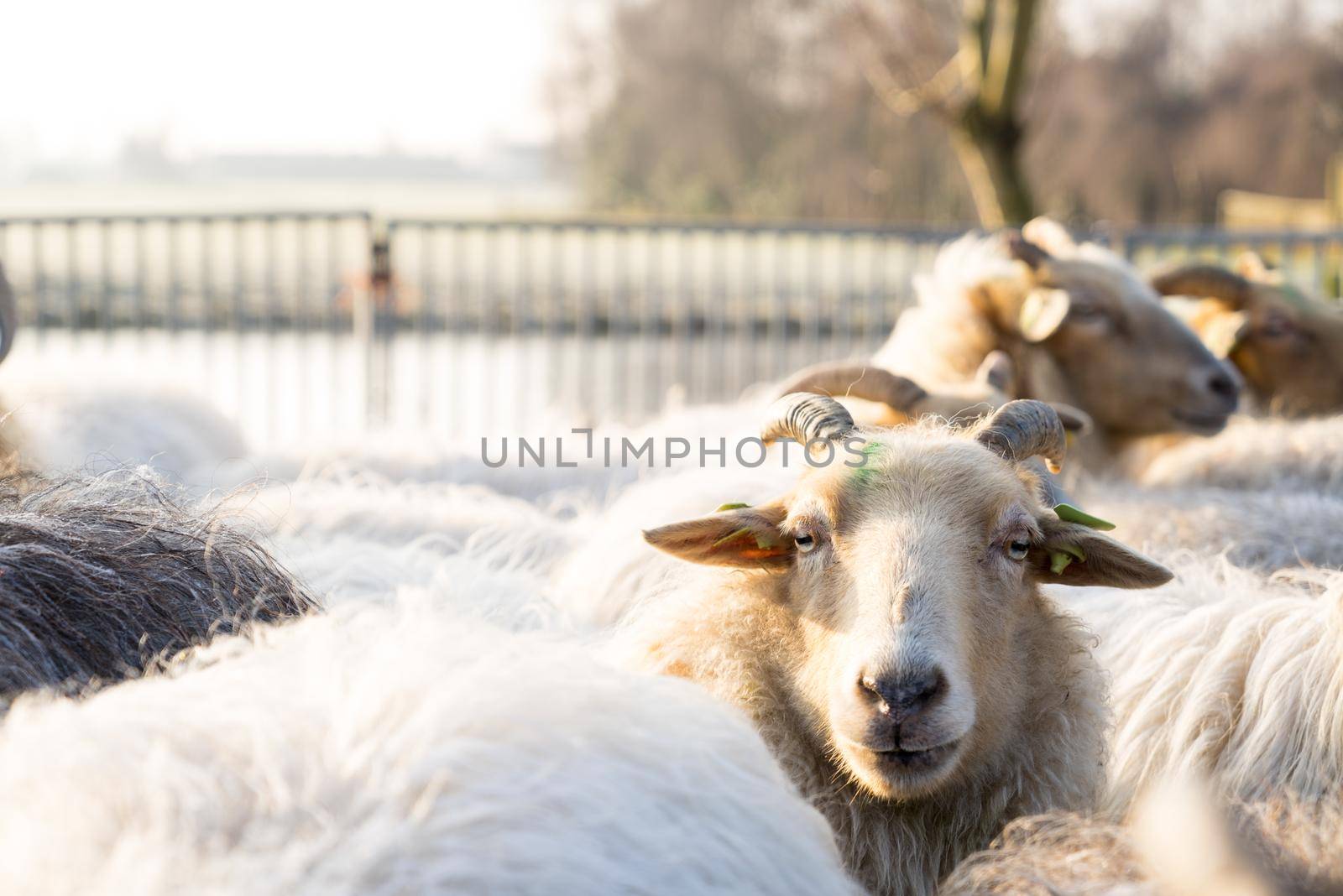 Close up of a white sheep with horns sticking his head above the herd in a winter landscape with horns