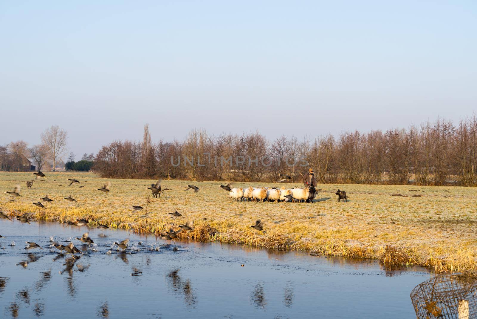 Winter landscape with group of sheep and coots flying into water by LeoniekvanderVliet