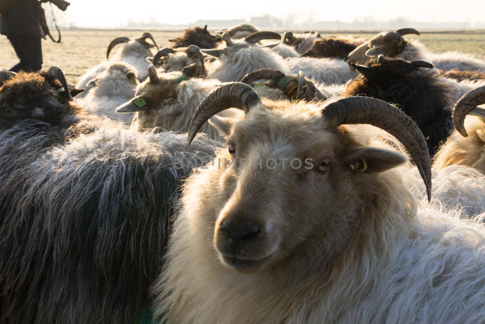 Close up of a sheep sticking his head above the herd in a winter landscape by LeoniekvanderVliet