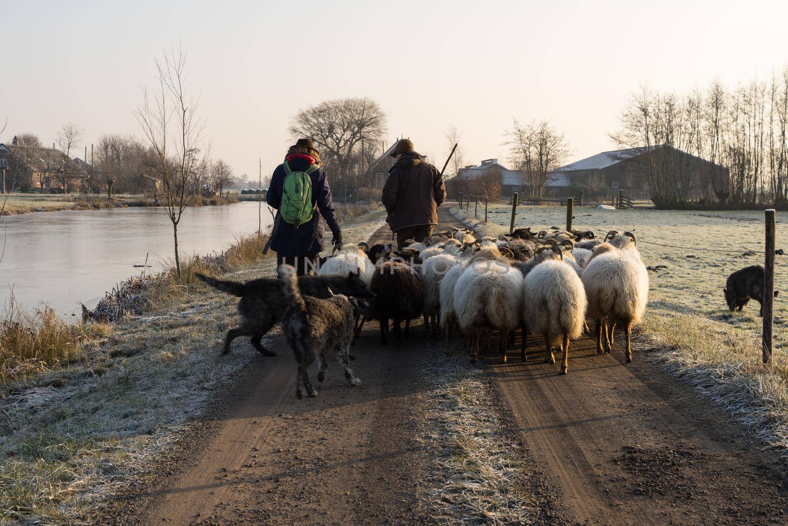 Back view of a herd of sheep with shepherds in a landscape with winter sun