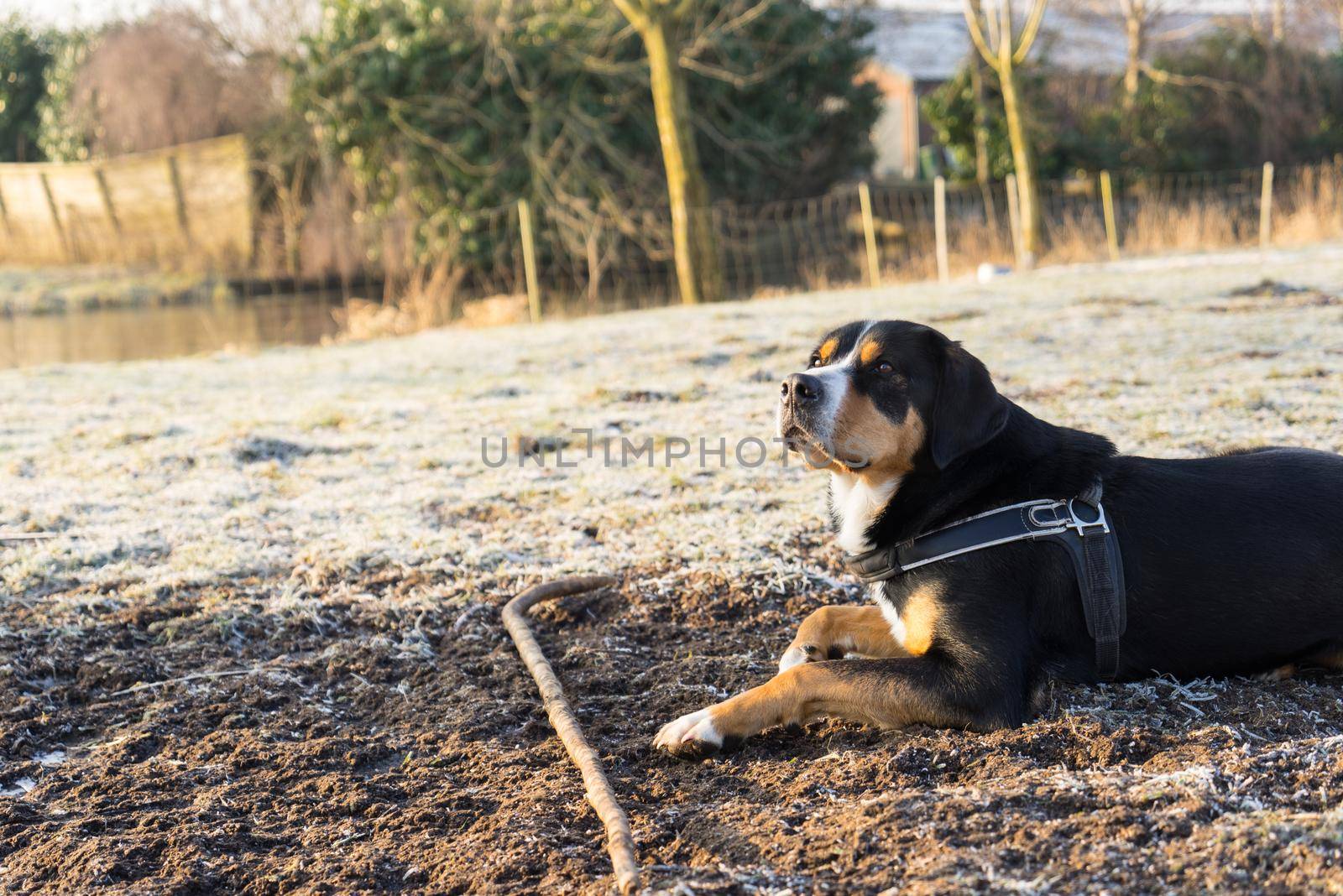 Greater Swiss mountain dog shepherd waiting on a command from  trainer on frozen grass on winter day by LeoniekvanderVliet