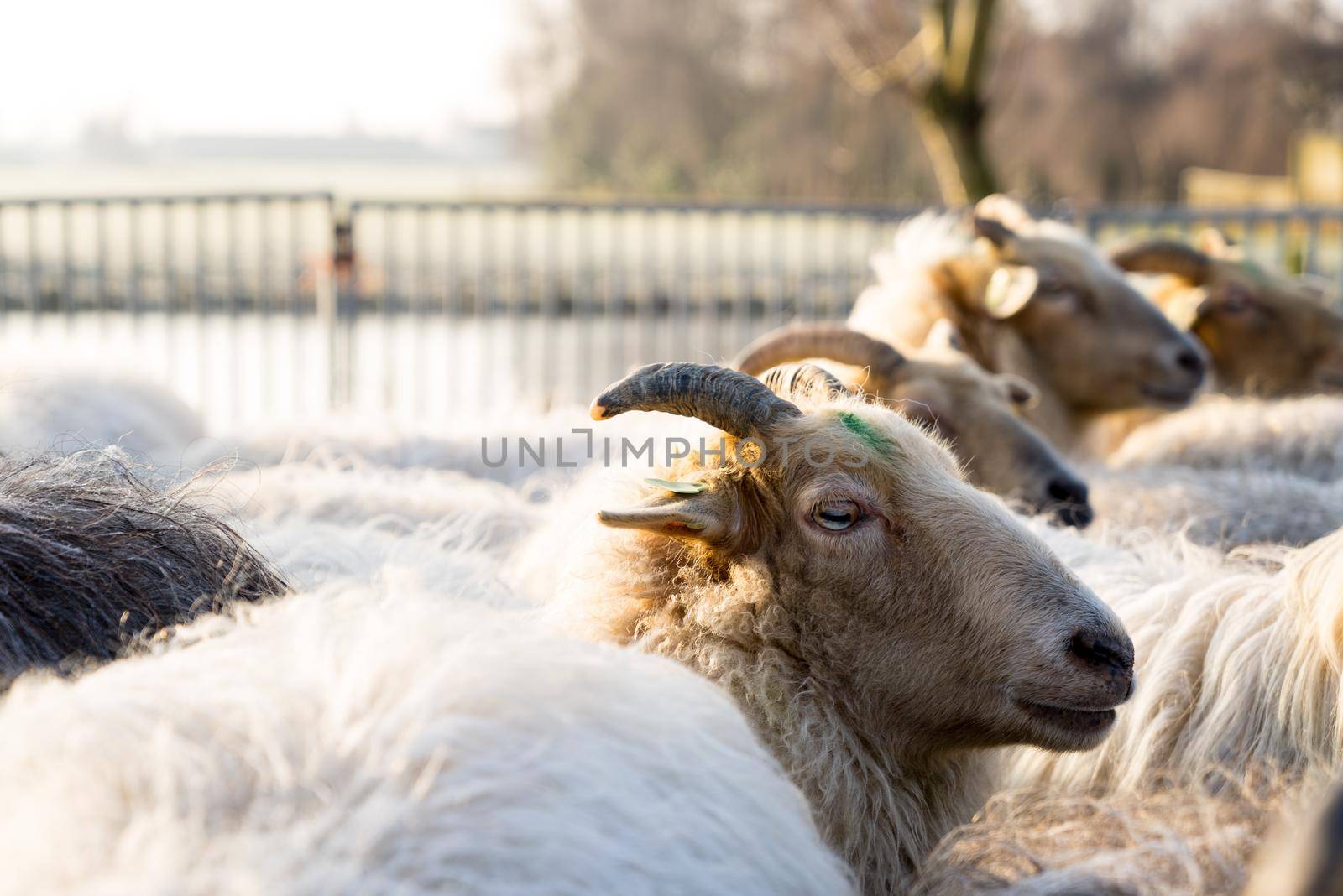 Close up of a white sheep with horns sticking his head above the herd in a winter landscape with horns