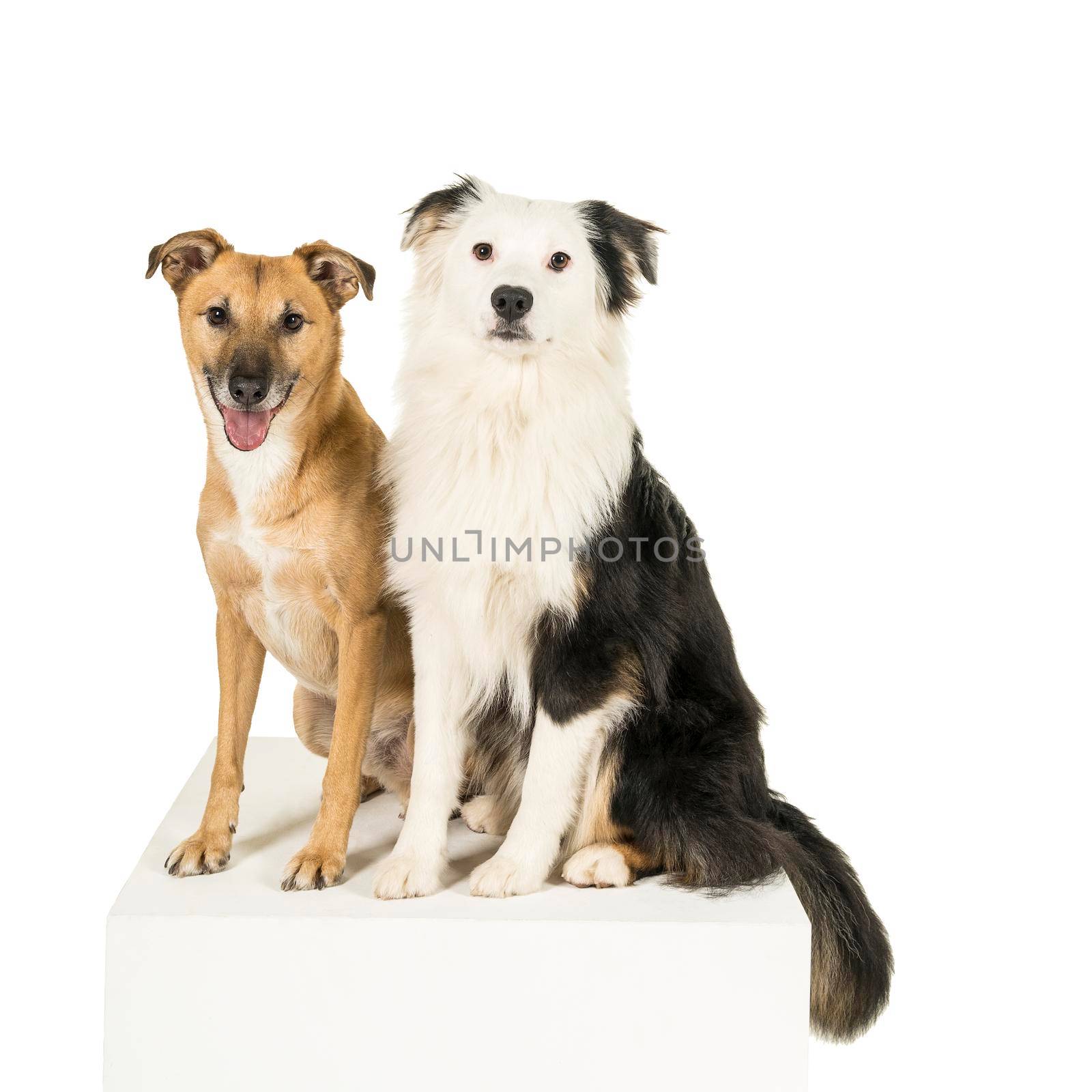 Little brown mixed breed dog and a black and white australian shepherd sitting isolated in white background looking at camera by LeoniekvanderVliet