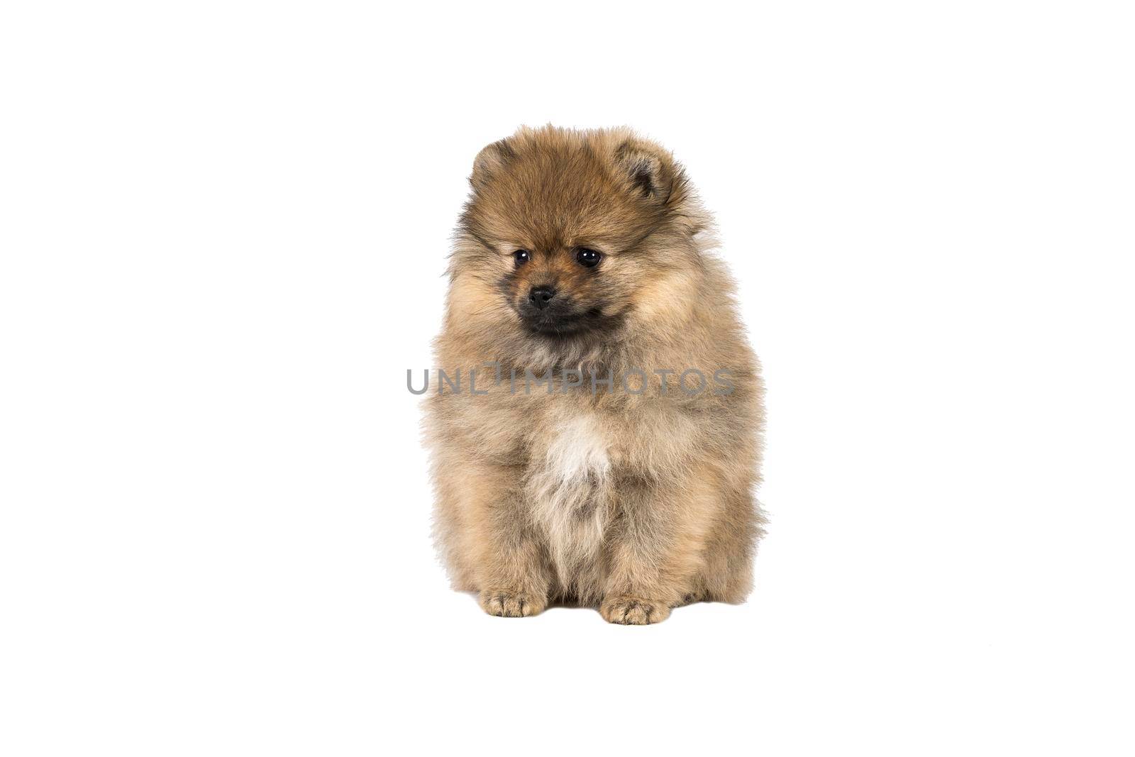 A small Pomeranian puppy standing isolated on a white background