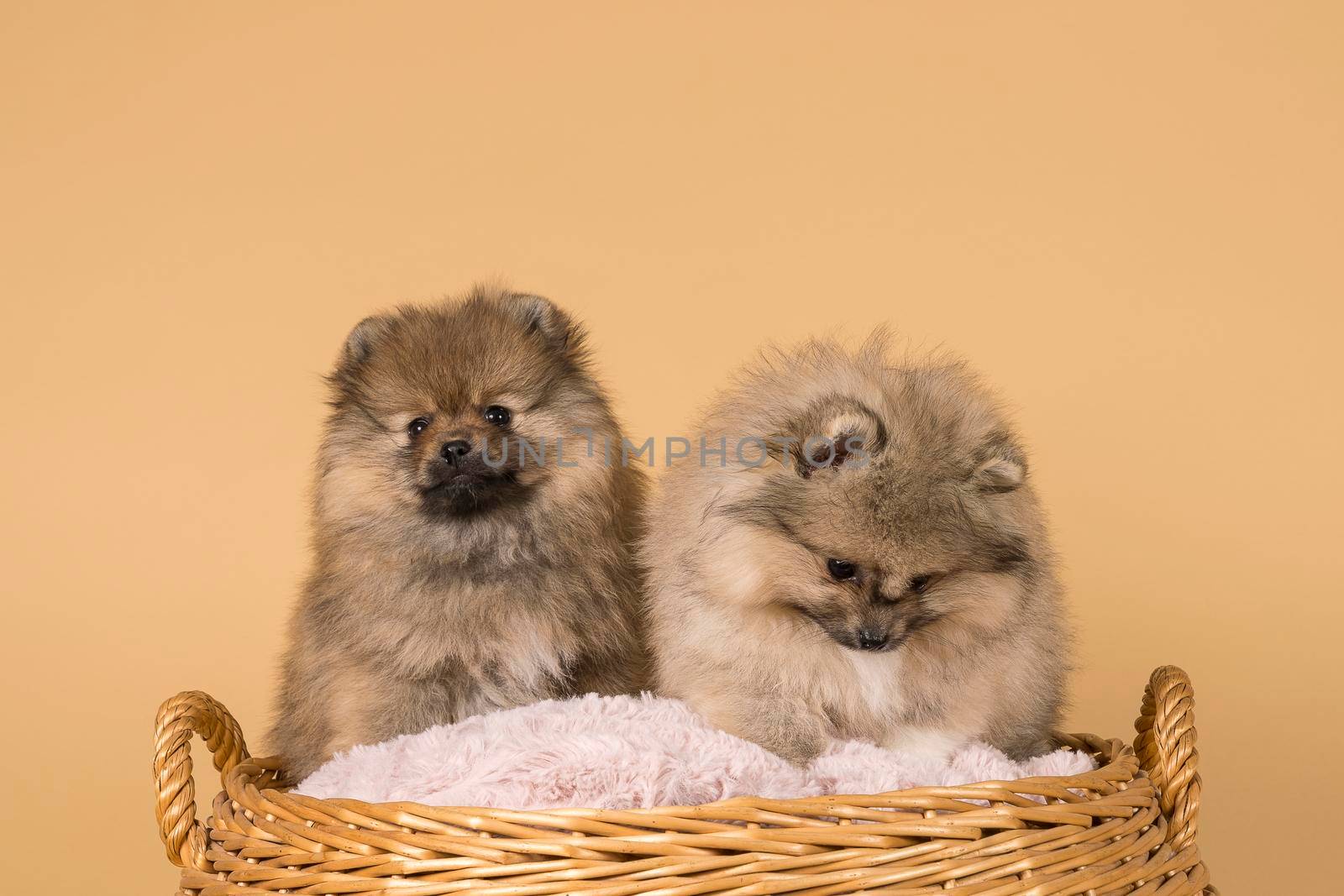 Two small Pomeranian puppies sitting in a basket with a beige background by LeoniekvanderVliet