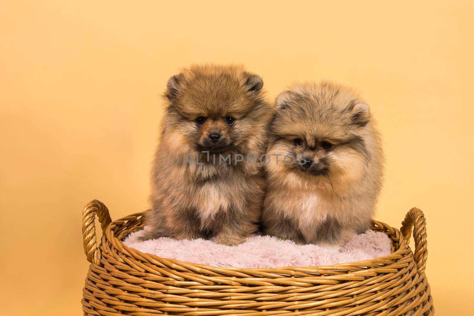 Two small Pomeranian puppies sitting in a basket with a beige background by LeoniekvanderVliet