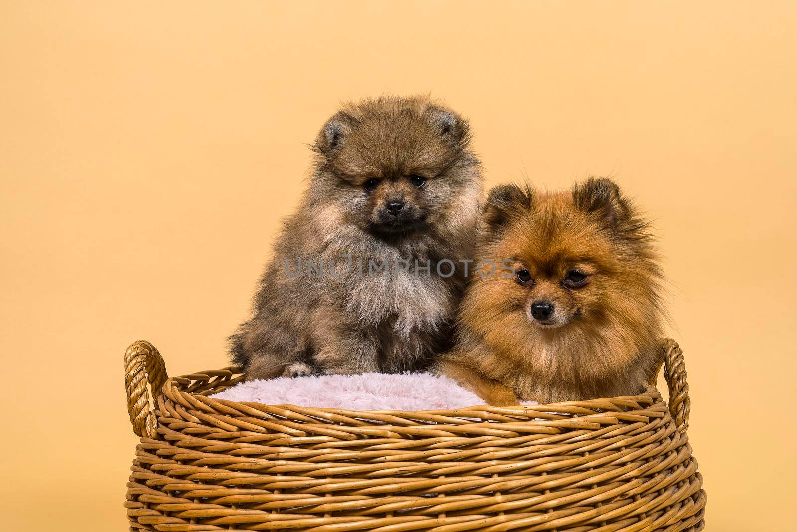 Two small Pomeranian puppies sitting in a basket with a beige background by LeoniekvanderVliet