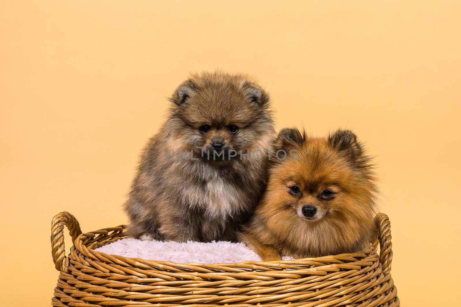 Two small Pomeranian puppies sitting in a basket with a beige background by LeoniekvanderVliet