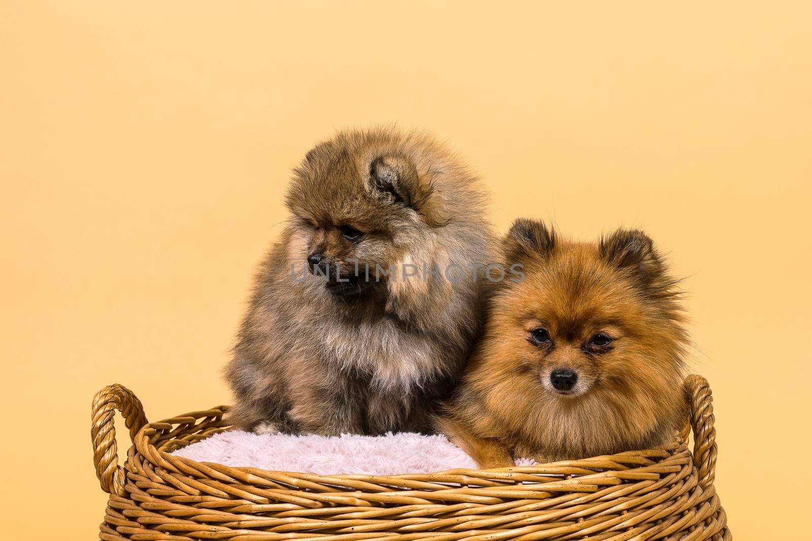 Two small Pomeranian puppies sitting in a basket with a beige background by LeoniekvanderVliet