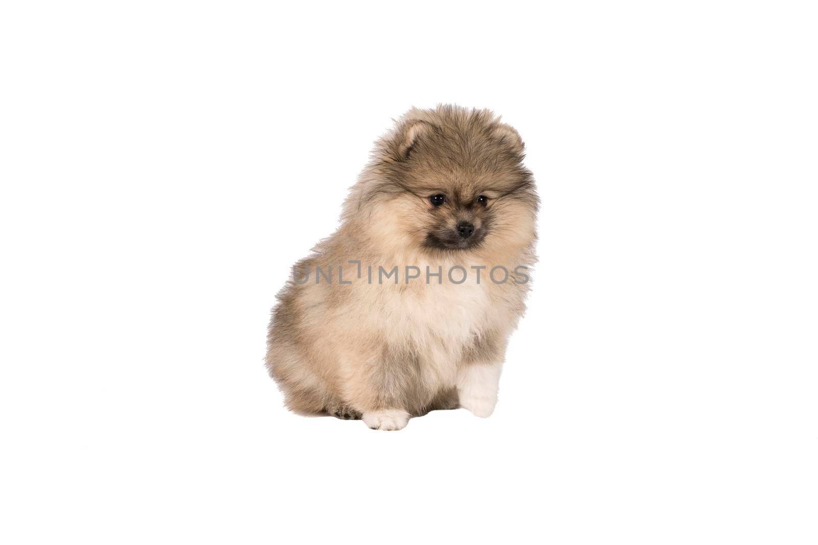 A small Pomeranian puppy standing isolated on a white background