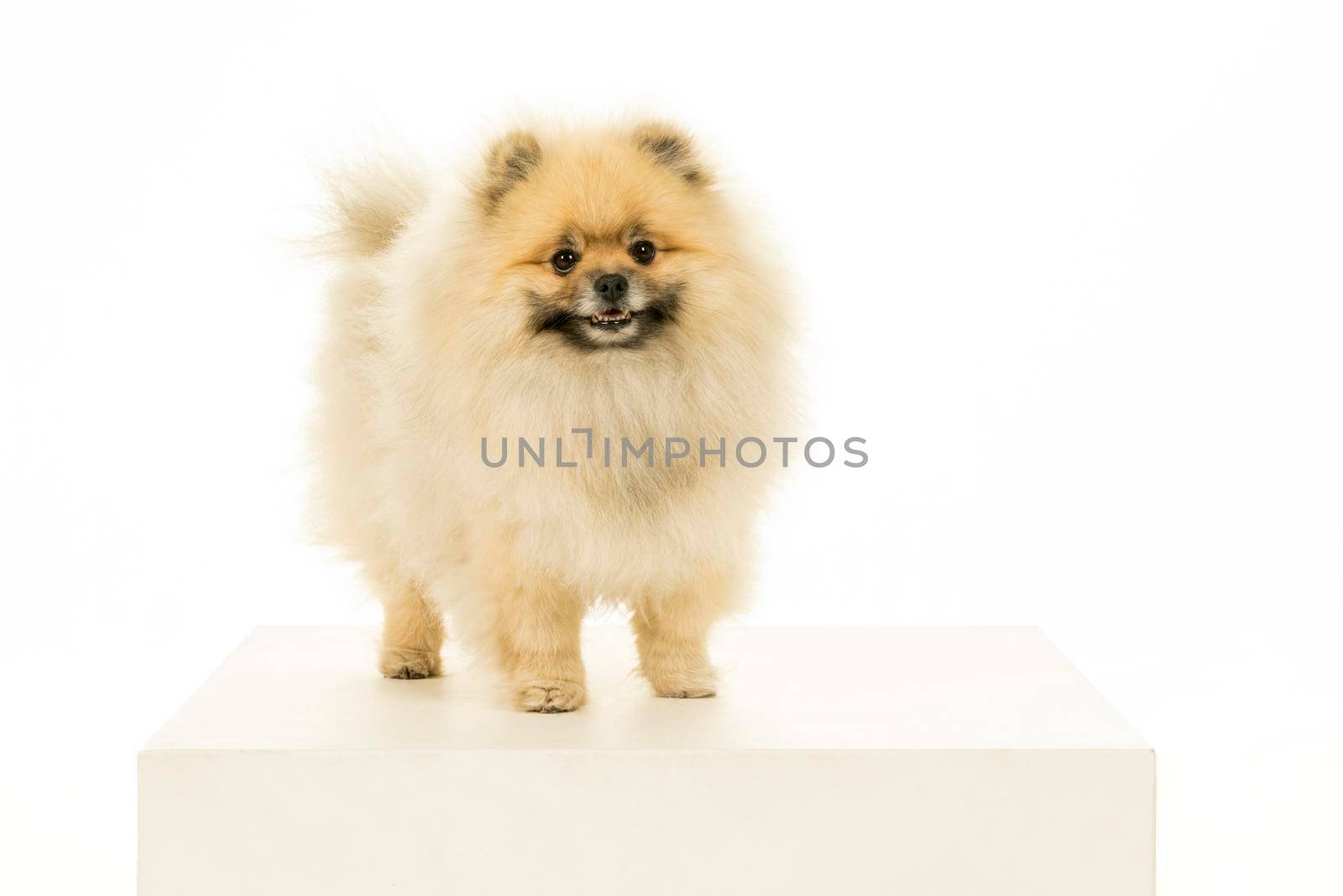 A small Pomeranian puppy standing isolated on a white background