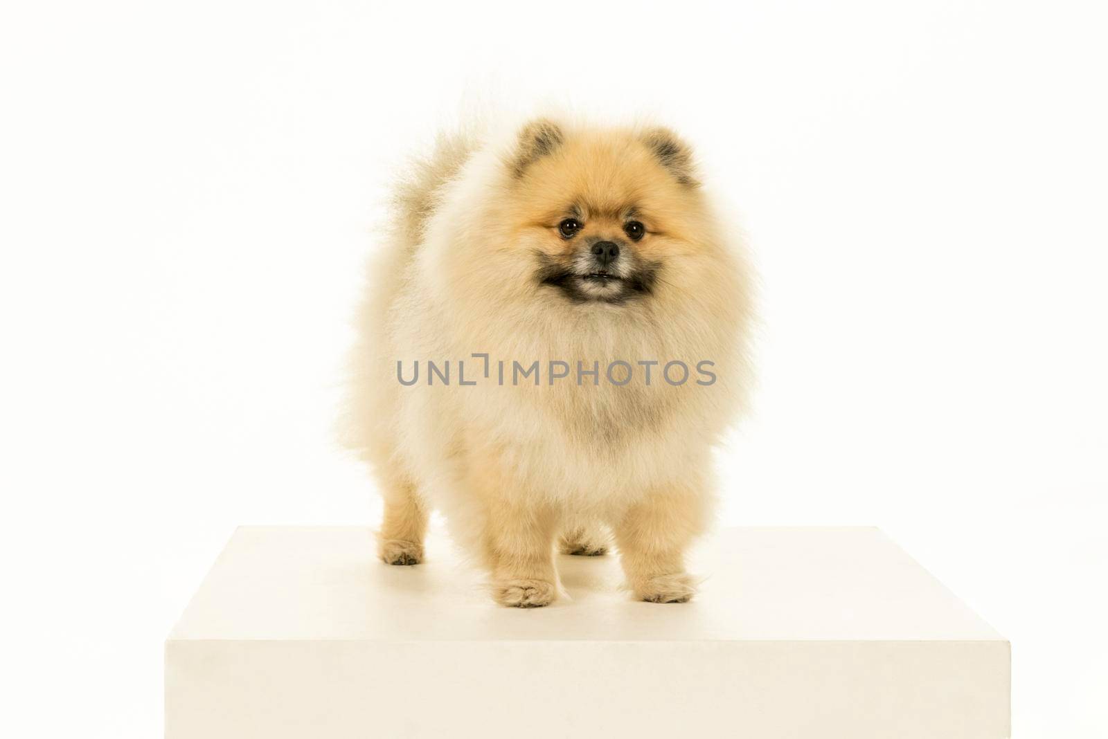 Small Pomeranian puppy standing isolated on a white background by LeoniekvanderVliet