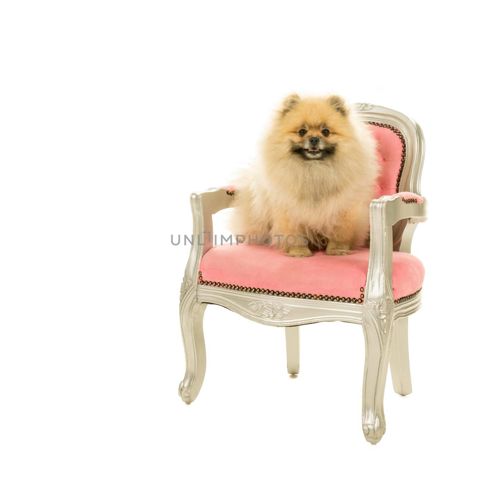 Cute cream and brown Pomeranian - Dwarf Spitz dog sitting in a pink baroque chair  isolated on a white background by LeoniekvanderVliet