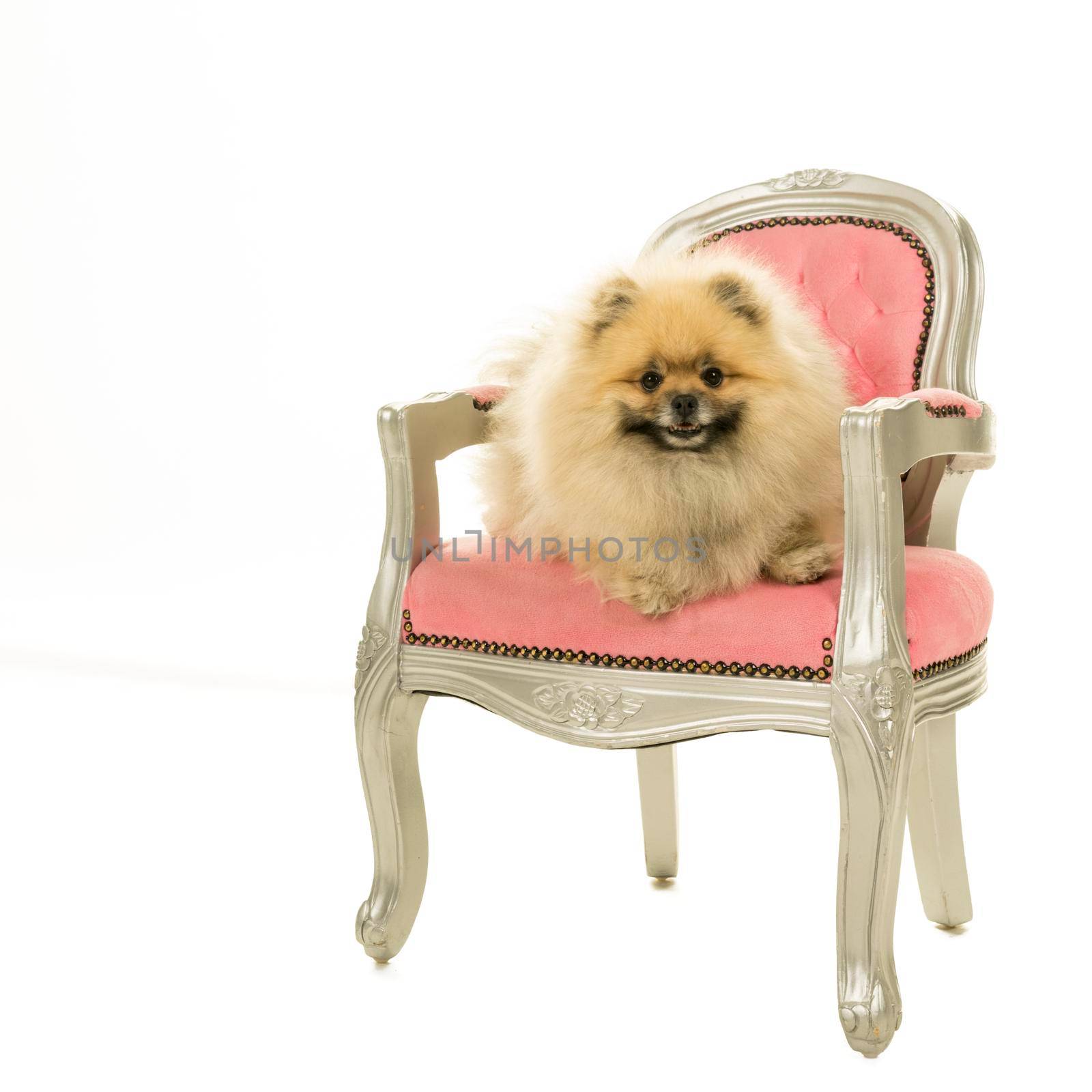 Cute cream and brown Pomeranian - Dwarf Spitz dog sitting in a pink baroque chair  isolated on a white background by LeoniekvanderVliet