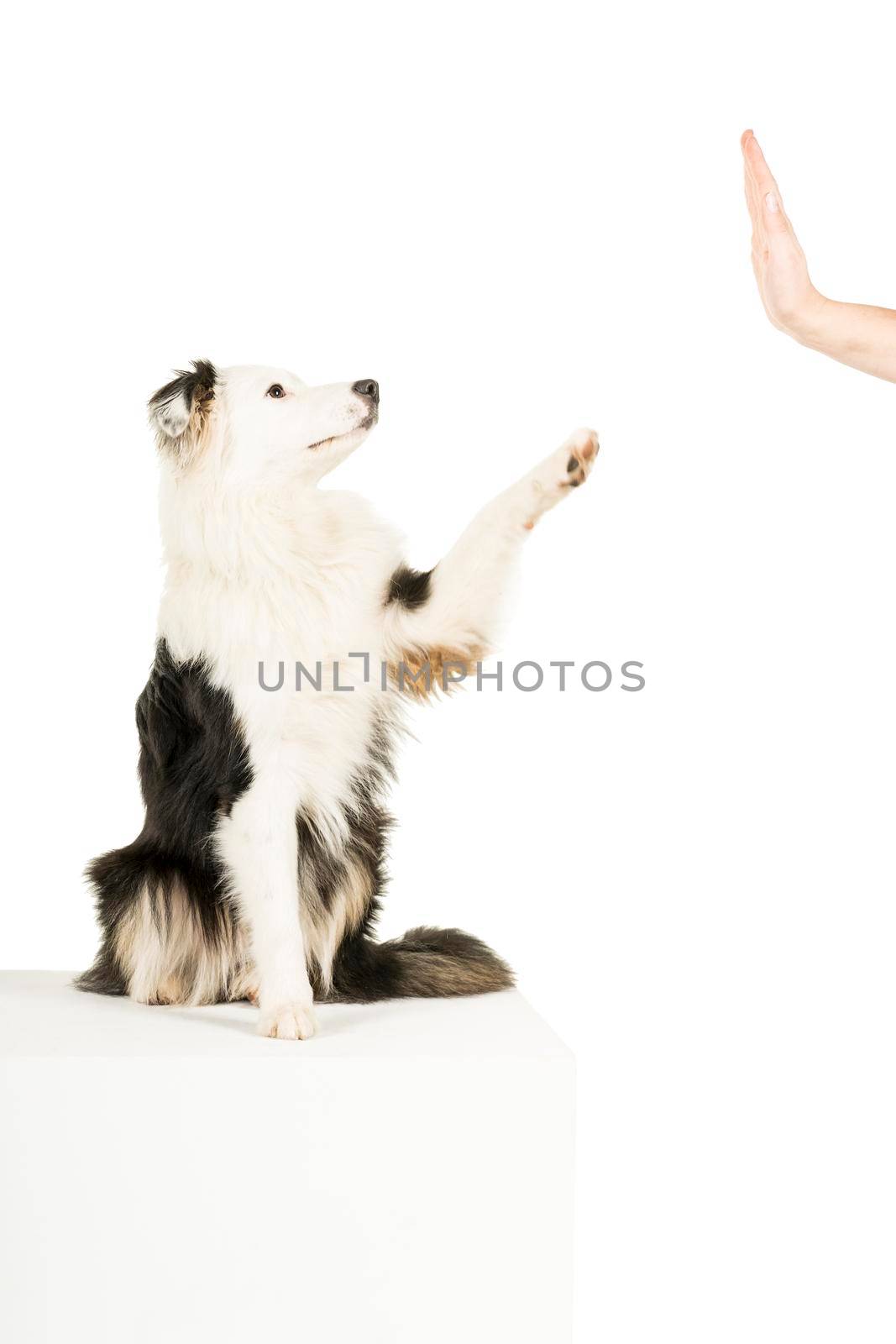 Australian Shepherd dog in white background giving a high five by LeoniekvanderVliet