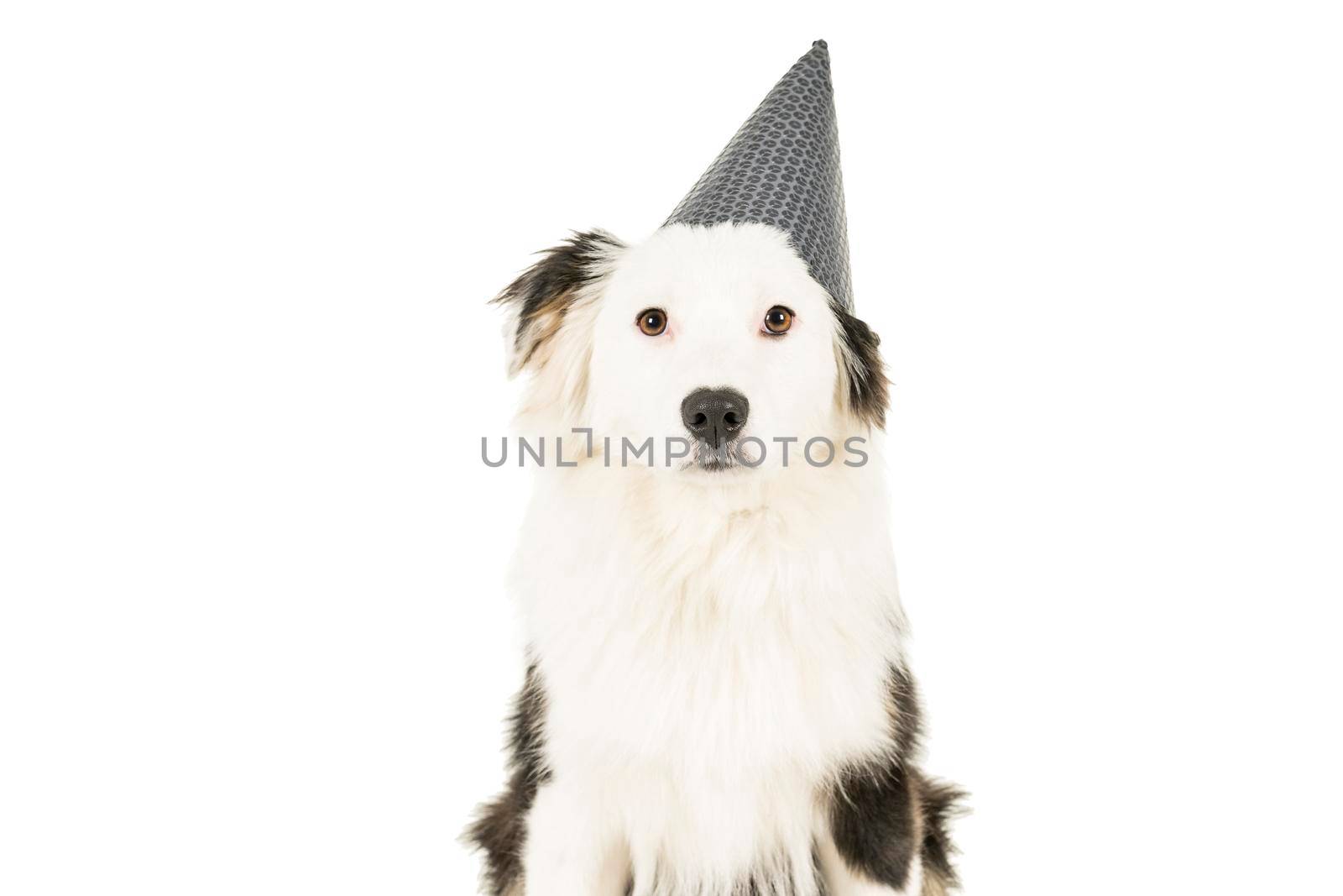 Black and white Australian Shepherd dog sitting isolated in white background with a birthday hat looking at the camera