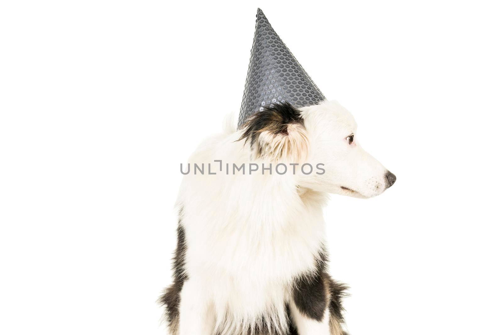 Black and white Australian Shepherd dog sitting isolated in white background with a birthday hat looking away