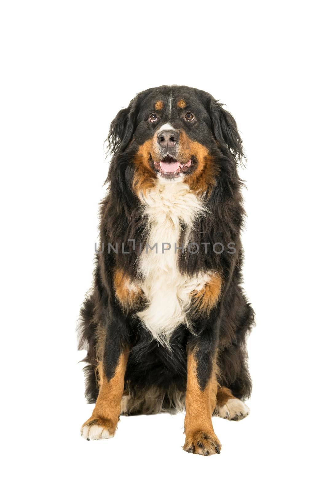 A Berner Sennen Mountain dog sitting looking up isolated on a white background