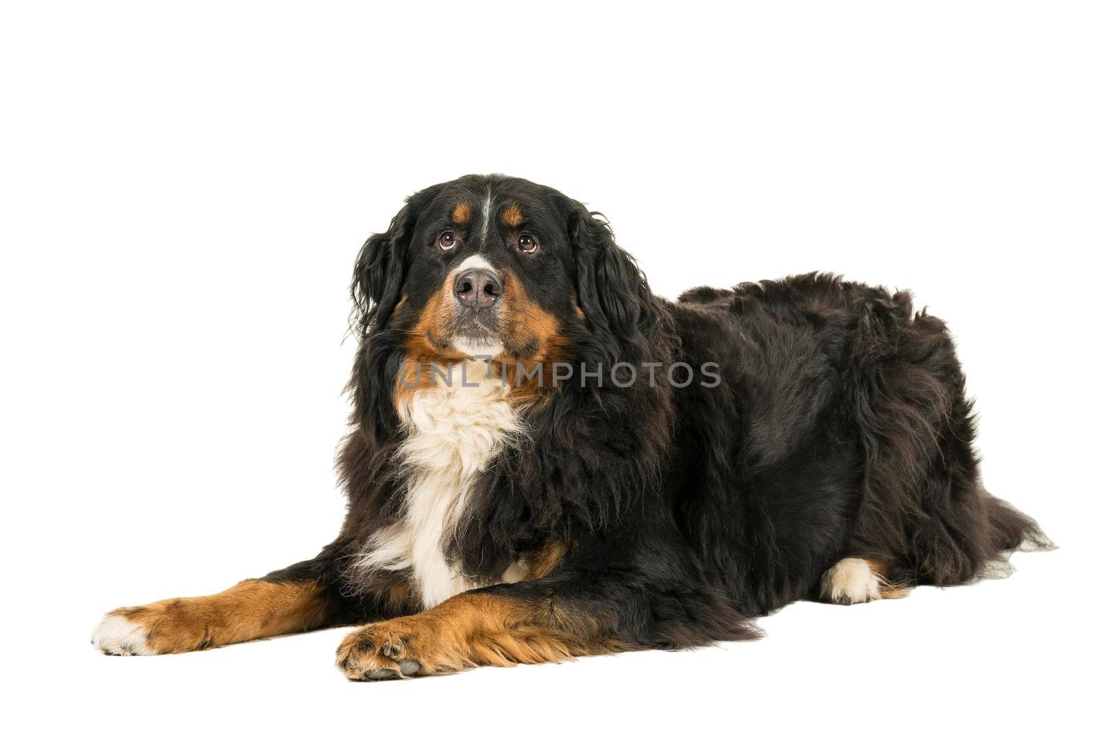 A Berner Sennen Mountain dog lying looking up isolated on a white background