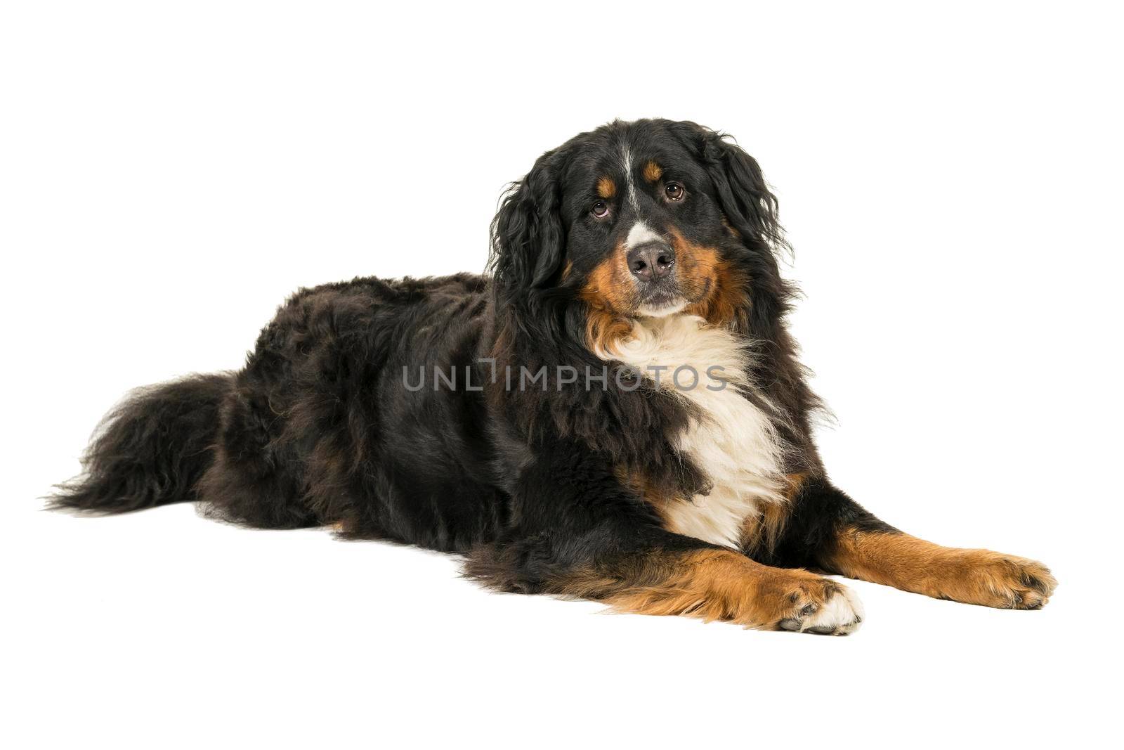 Berner Sennen Mountain dog lying looking up isolated on a white background by LeoniekvanderVliet