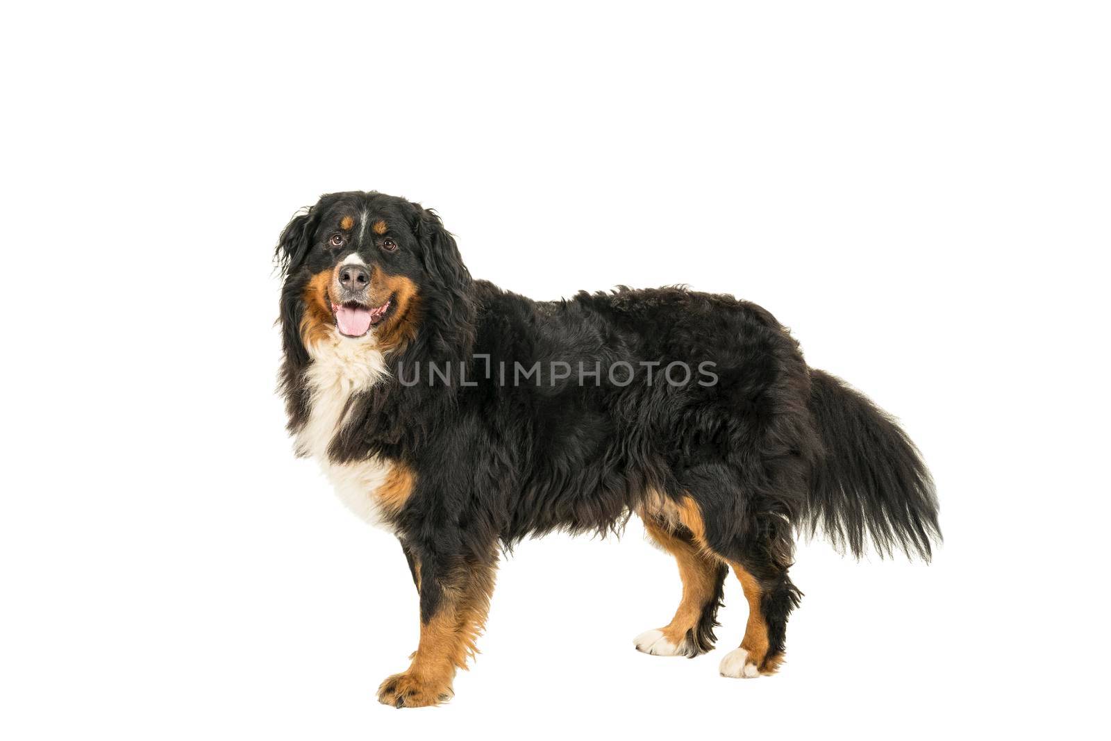 A Berner Sennen Mountain dog standing sideways looking up isolated on a white background