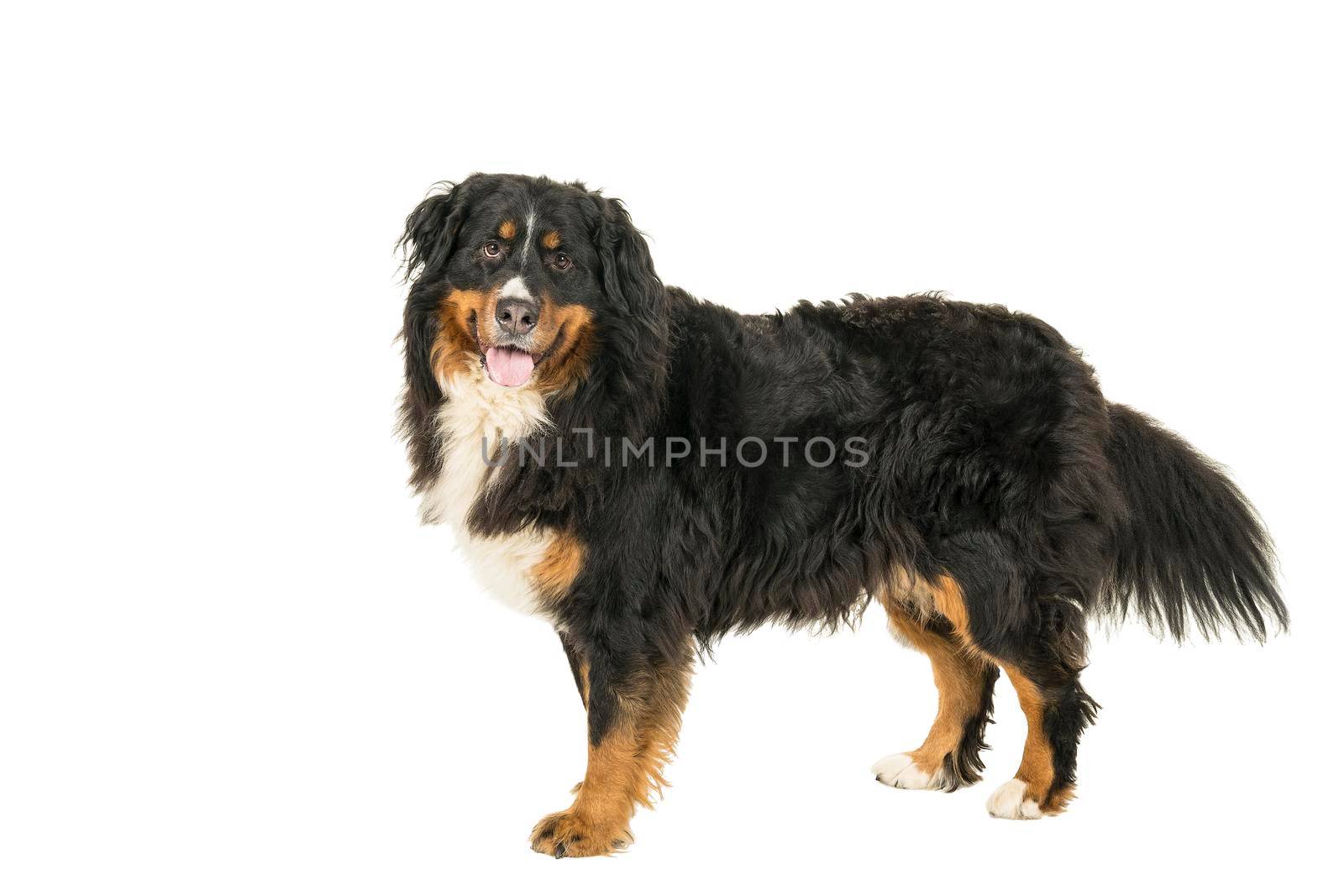 A Berner Sennen Mountain dog standing sideways looking up isolated on a white background