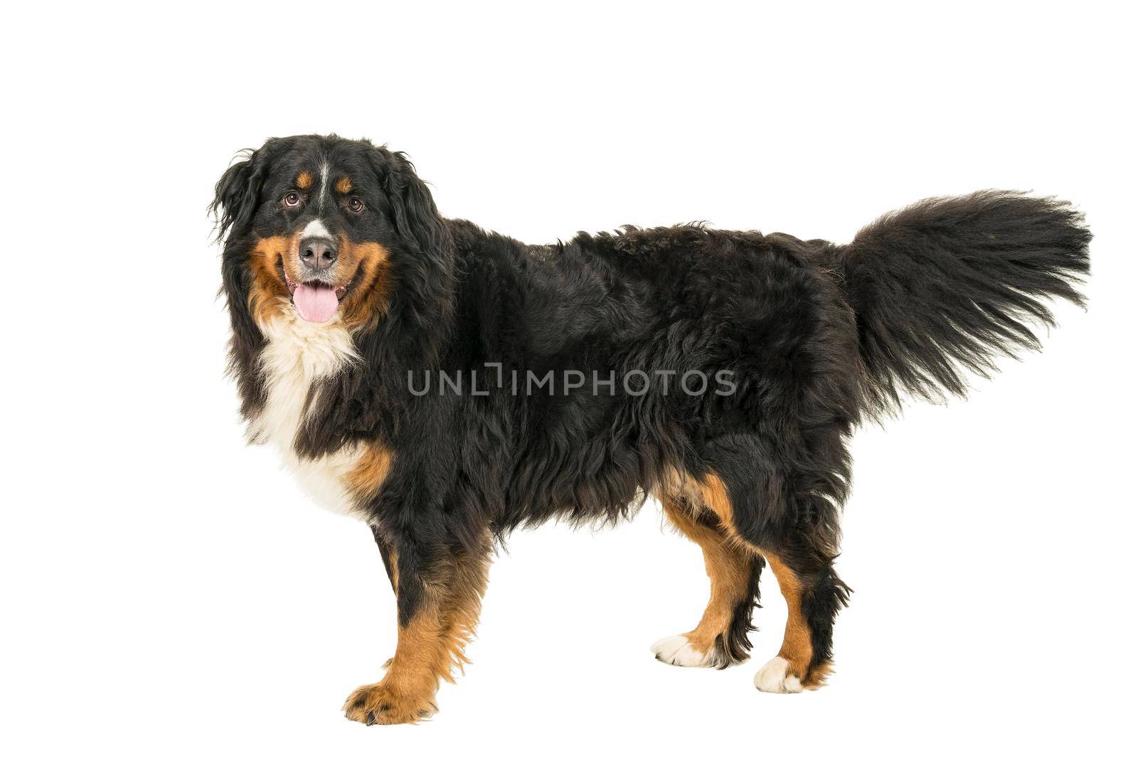 A Berner Sennen Mountain dog standing sideways looking up isolated on a white background