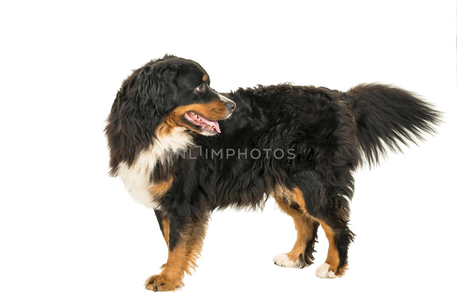 A Berner Sennen Mountain dog standing sideways looking back isolated on a white background