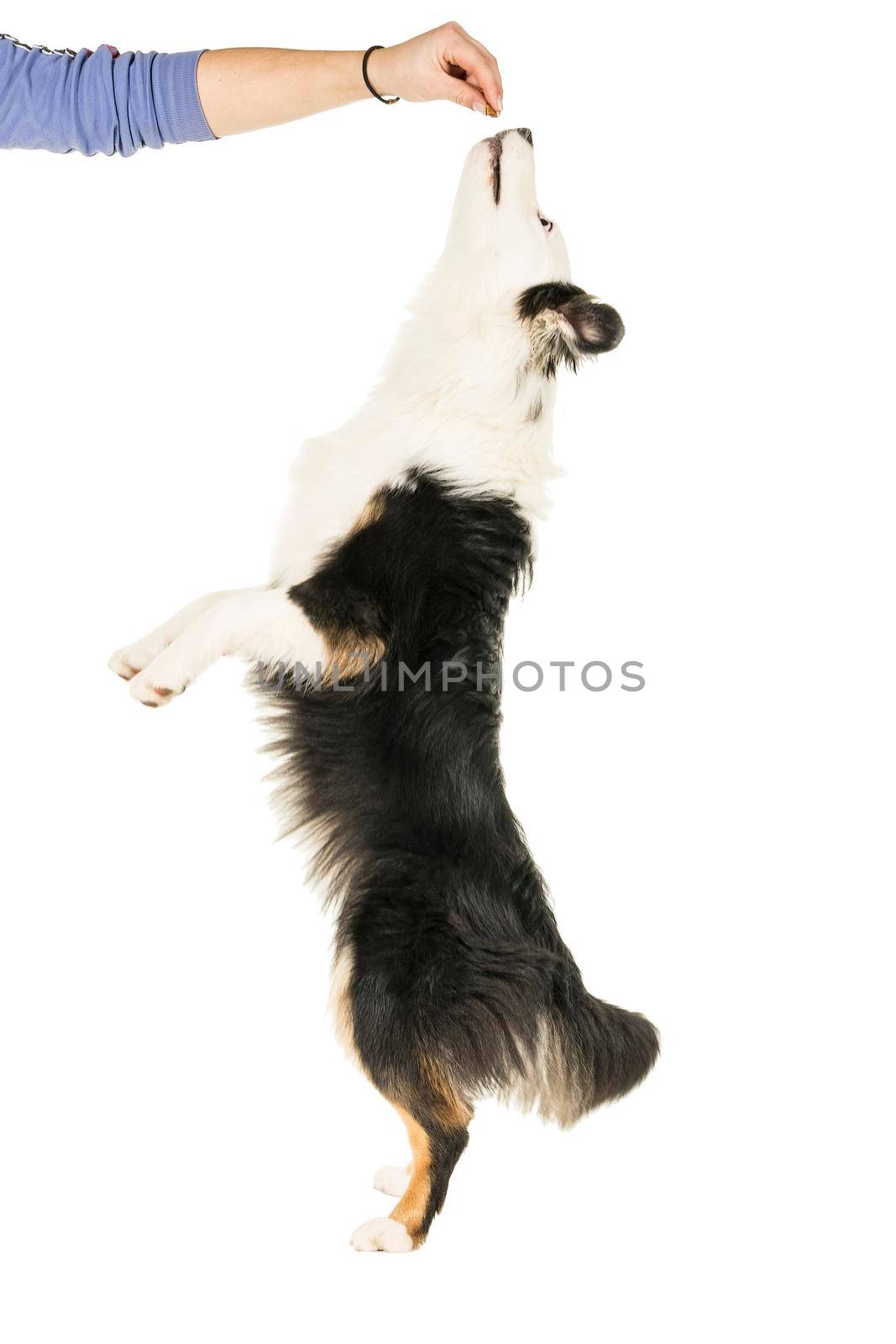 Australian Shepherd dog in white background jumping up for a treat by LeoniekvanderVliet