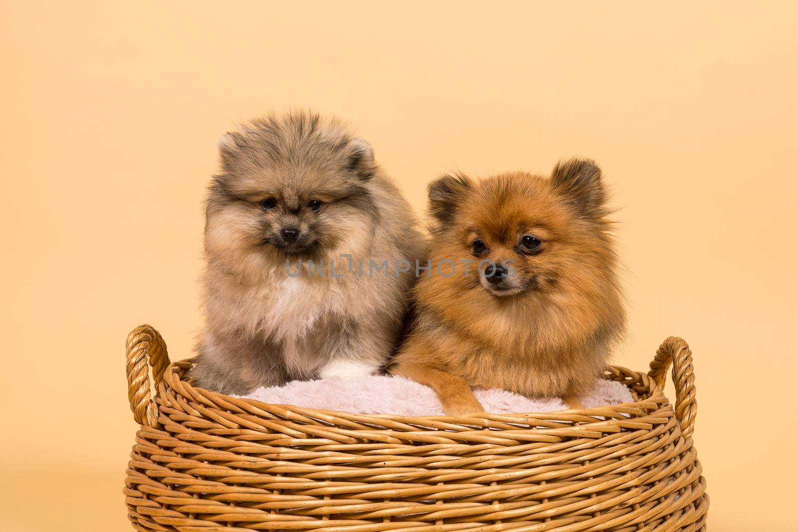Two small Pomeranian puppies sitting in a basket with a beige background by LeoniekvanderVliet