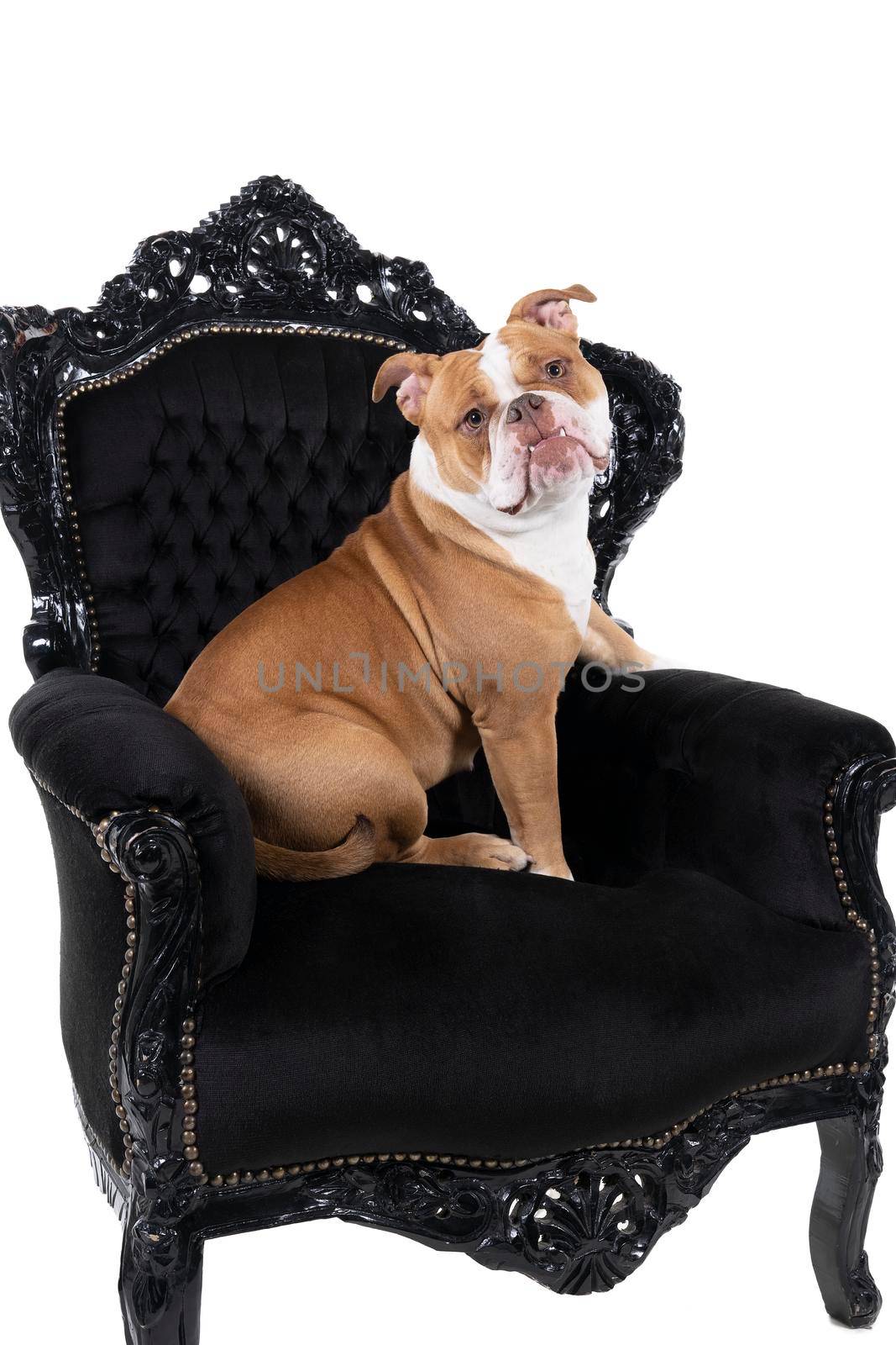 Brown and white Old English Bulldog sitting in a baroque armchair looking at the camera isolated in white, looking backwards at camera