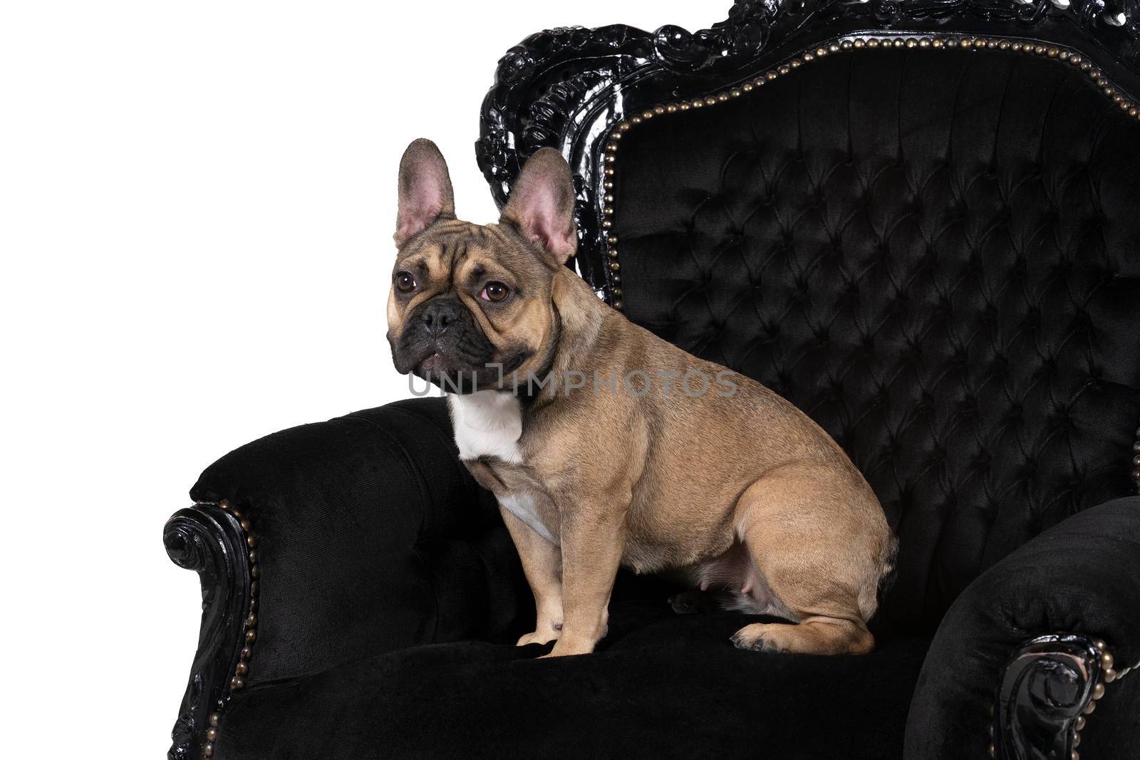 Brown and white French Bulldog sitting in a baroque armchair looking at the camera isolated in white